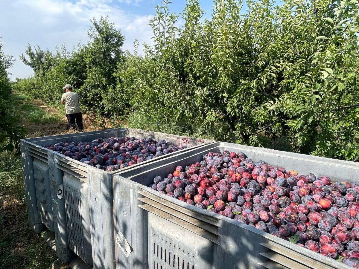 AMGSA, la Agropecuaria Municipal de Guareña, obtuvo unos beneficios de 831.286€ en 2024