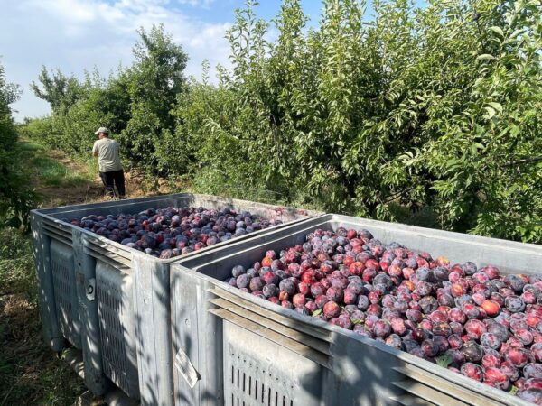 AMGSA, la Agropecuaria Municipal de Guareña, obtuvo unos beneficios de 831.286€ en 2024