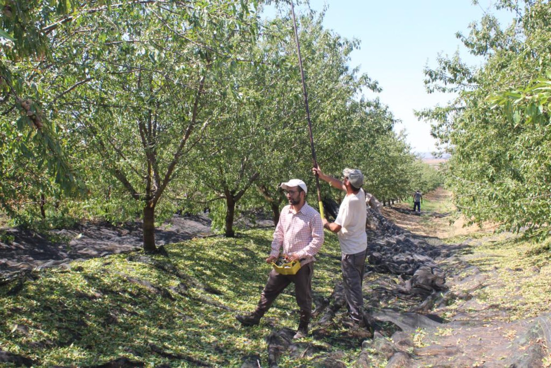 agrupecuaria-amgsa-guarena-torrefresneda-cuentas-01