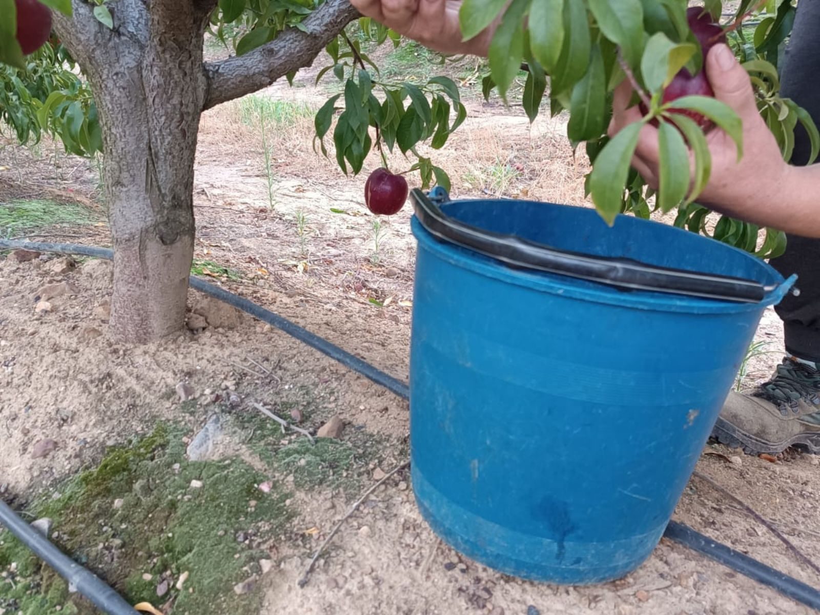AMGSA, la Agropecuaria Municipal de Guareña, obtuvo unos beneficios de 831.286€ en 2024