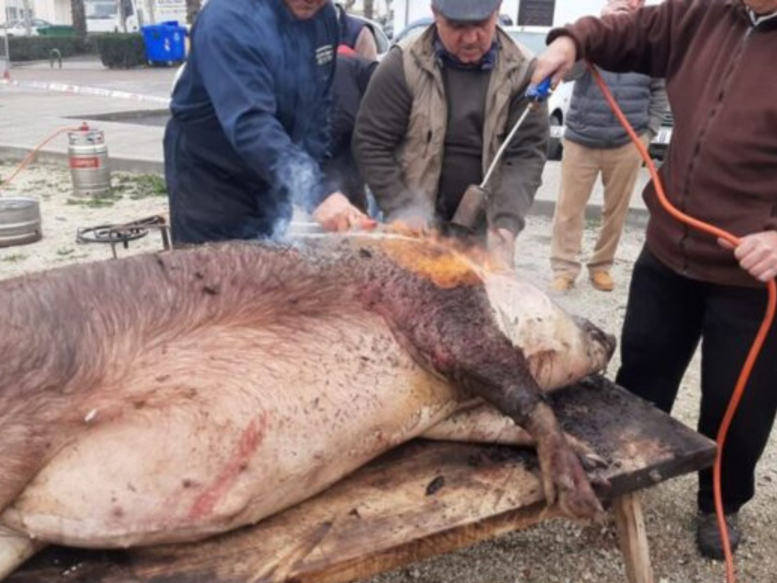 periodo-matanzas-domiciliarias-guarena-campana25-26-f1